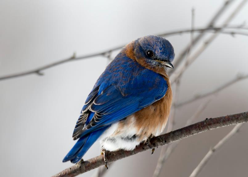 Dlaczego Bieszczady są idealne dla miłośników obserwacji ptaków?